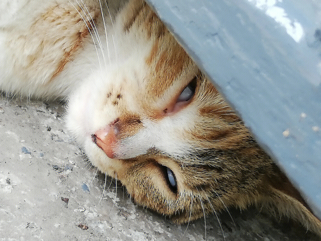 睡觉睁着眼睛的小流浪猫