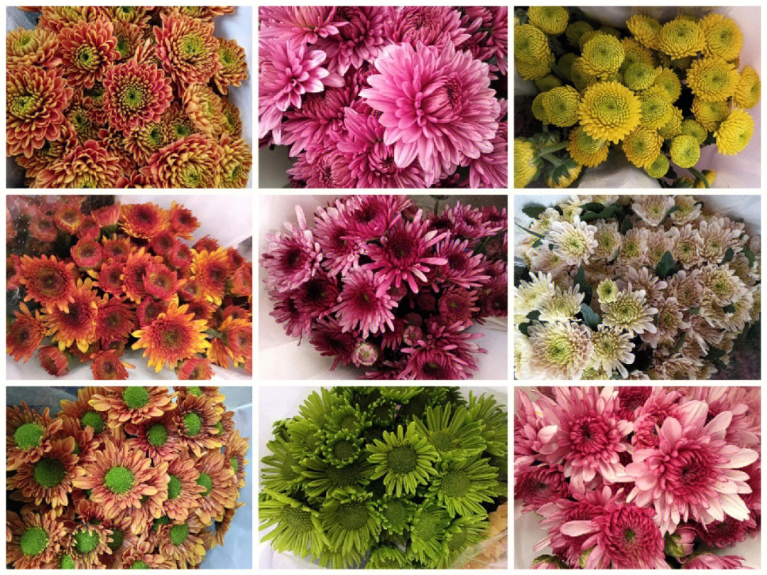 矮型四季菊花品种大全图片