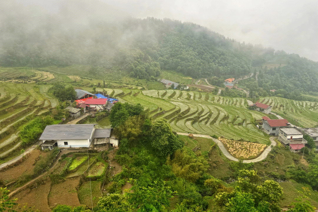 德阳桂花村图片