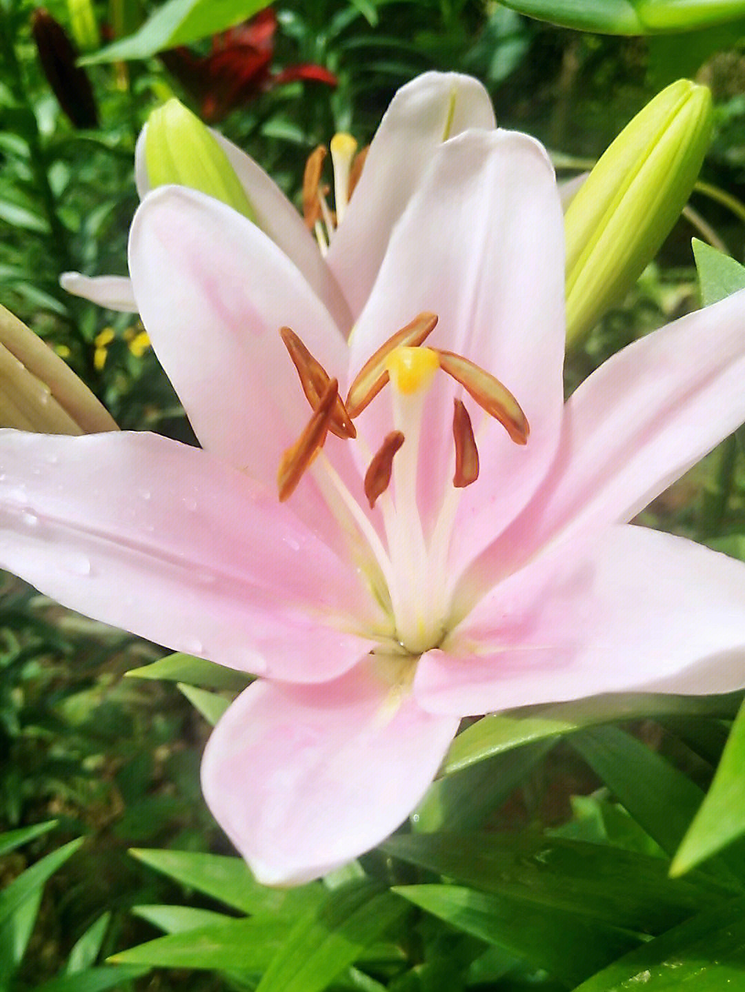 植物百合花翩翩仙子