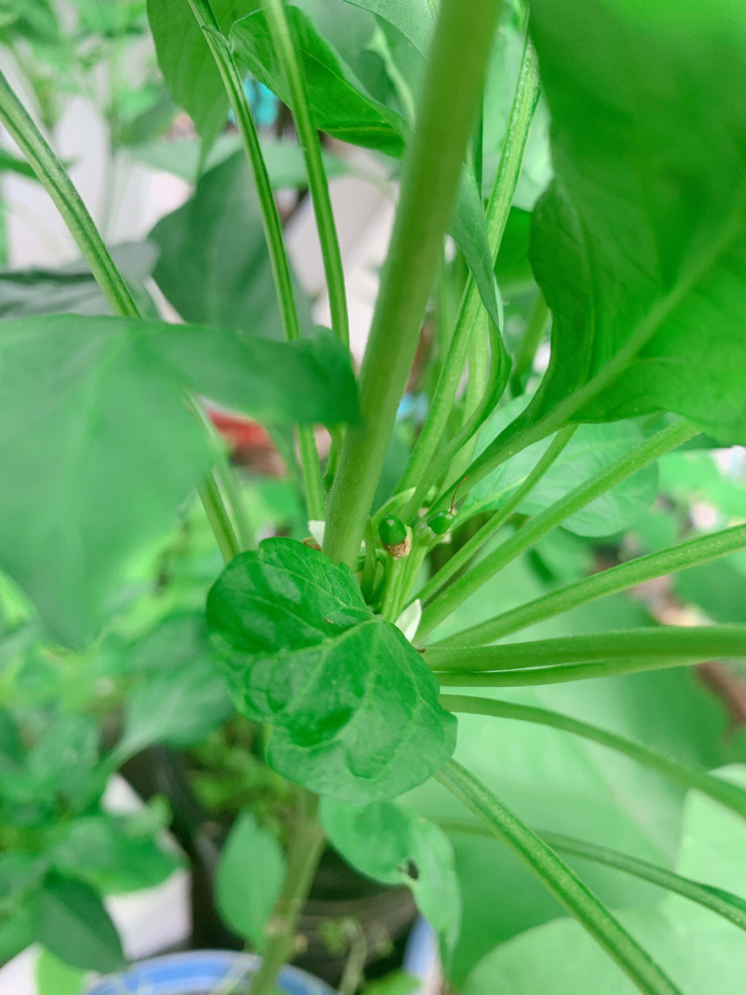 朝天椒盆栽种植方法图片