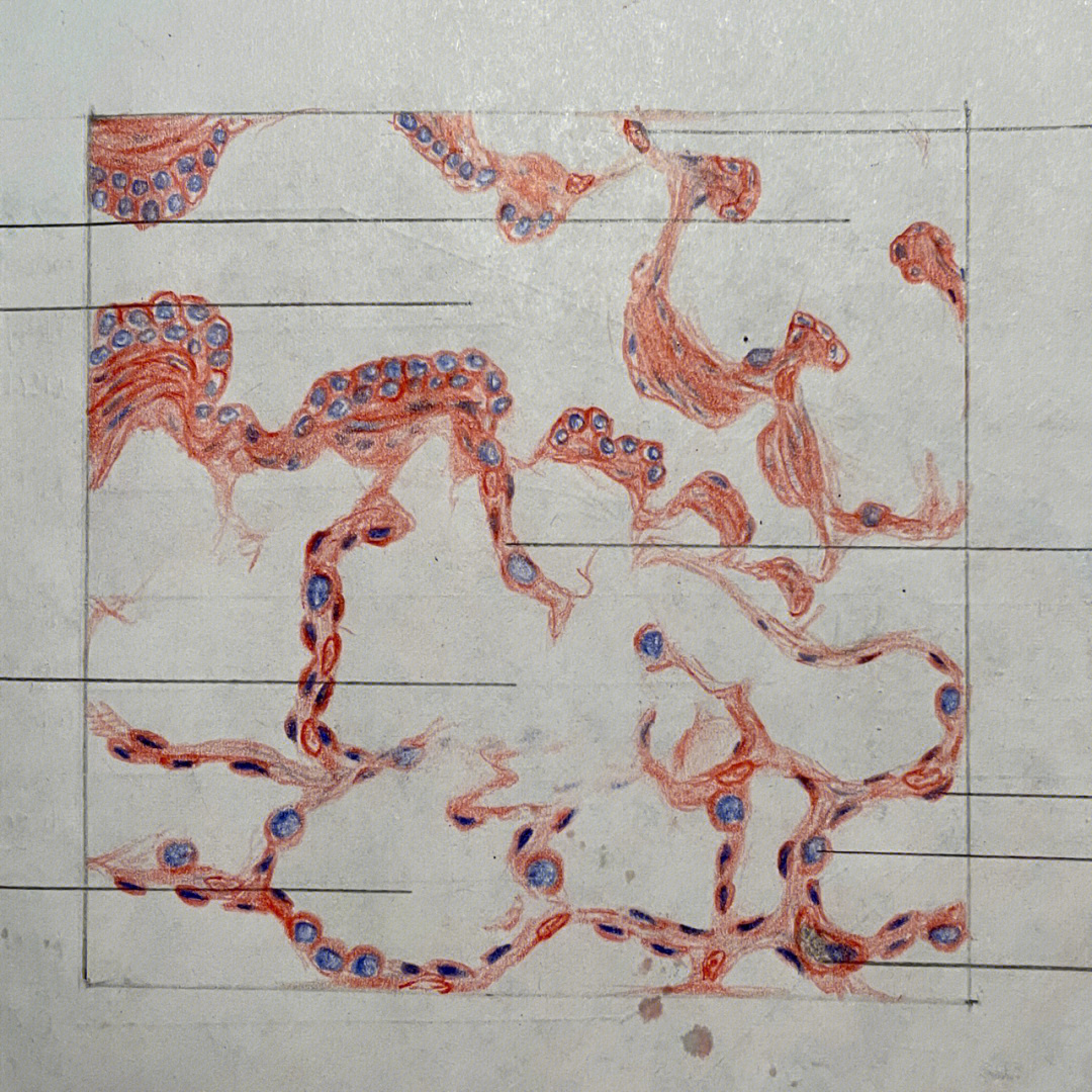 肺泡壁红蓝铅笔手绘图图片