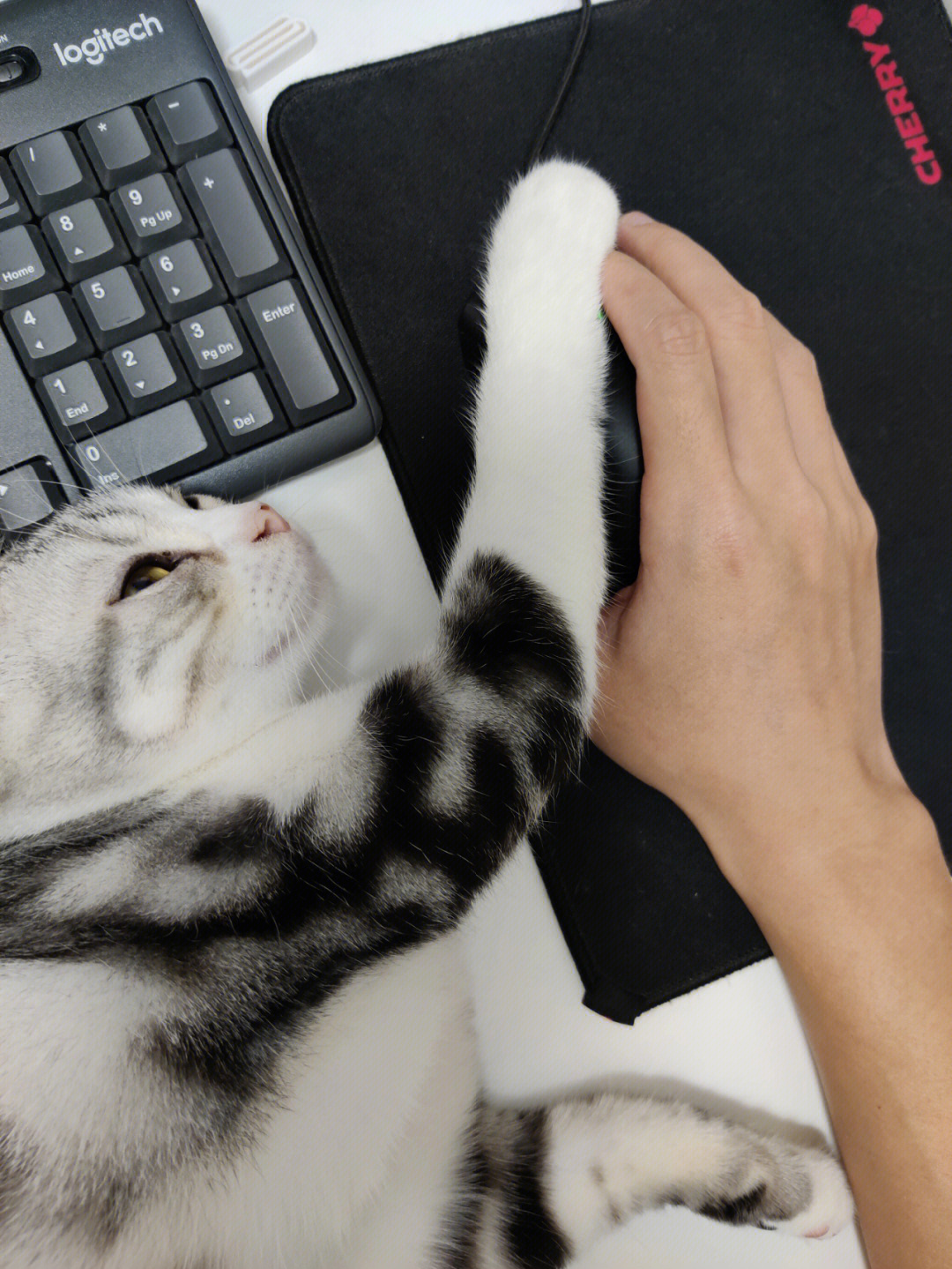 你们的猫会不给你玩电脑吗