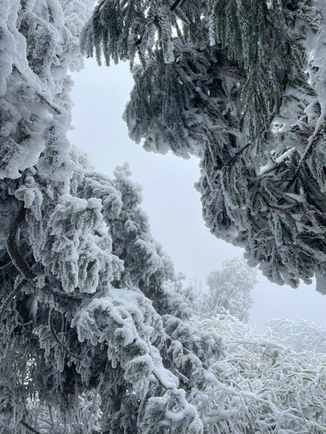 衡阳雾凇图片