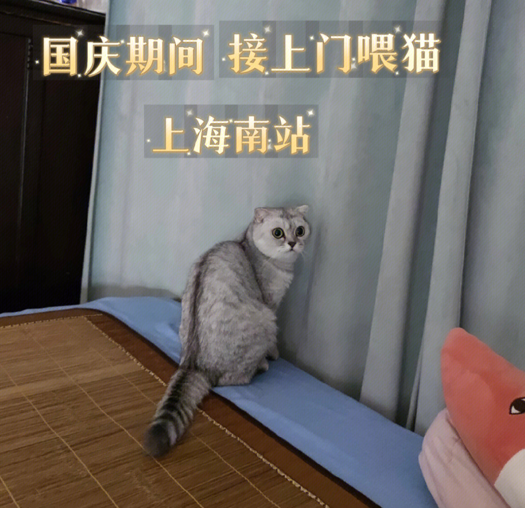 上海地区地铁沿线上门喂猫/铲屎服务【节假日,长期有效】本人住在徐汇