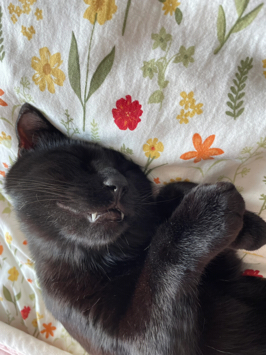 黑猫怎么睡觉
