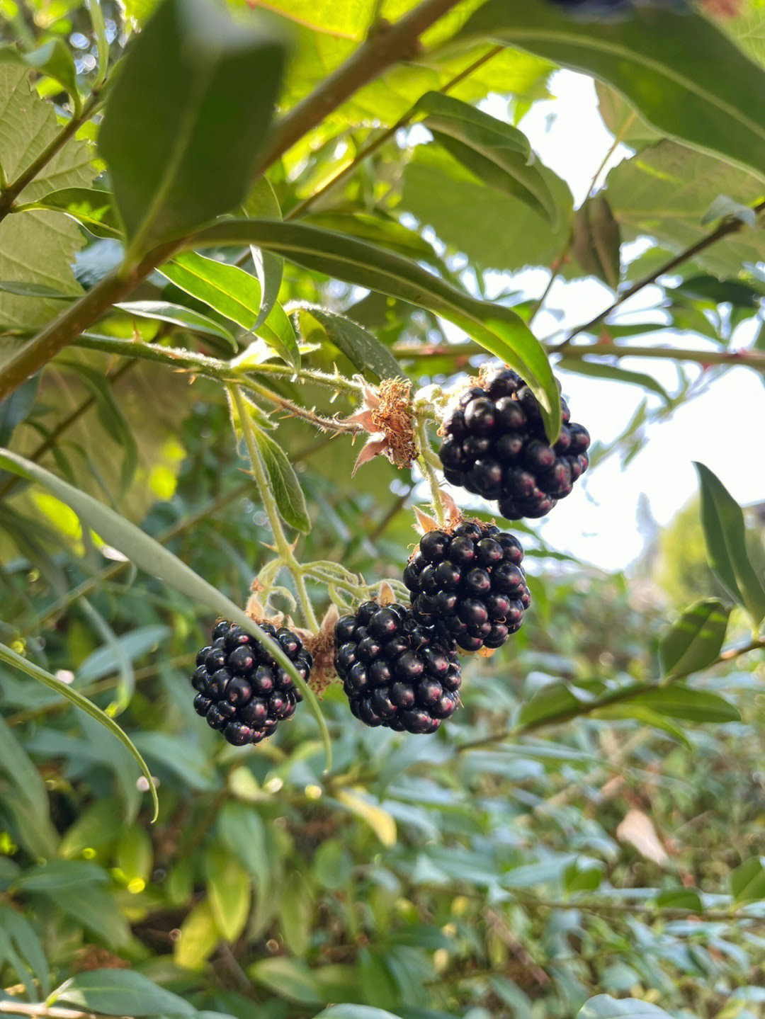 生活家附近野生黑莓