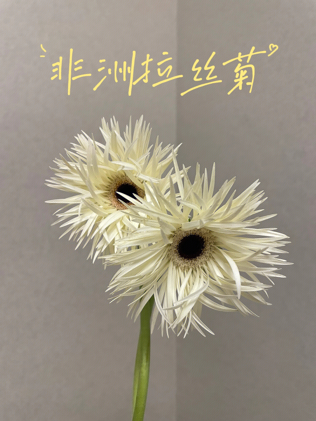 拉丝菊花语图片