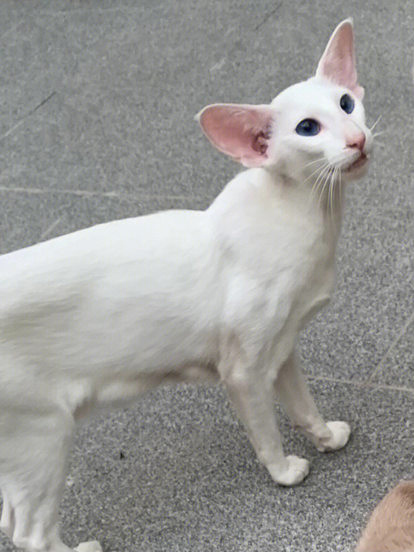 我一直都不咋喜欢纯白色的猫 但是这个小丫头就是很甜 眼神甜 而且