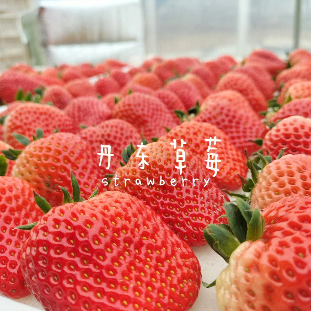 丹东九九草莓国耻图片