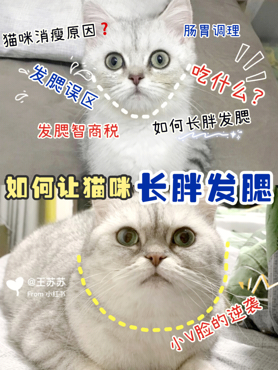 科学养猫如何让猫咪长胖发腮71小v脸的逆袭