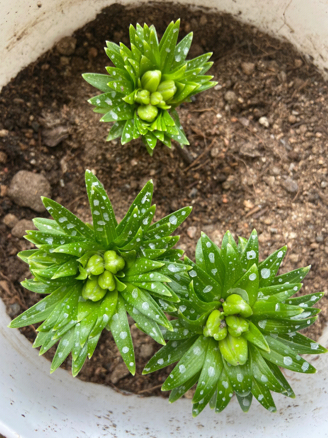 百合花苗图片苗子图片