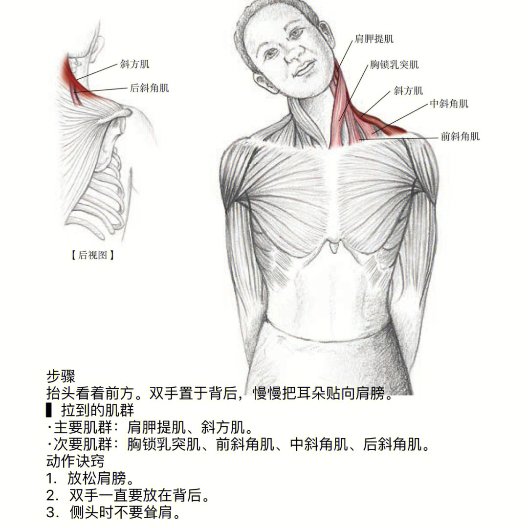 7个颈部拉伸运动舒缓脖子酸痛