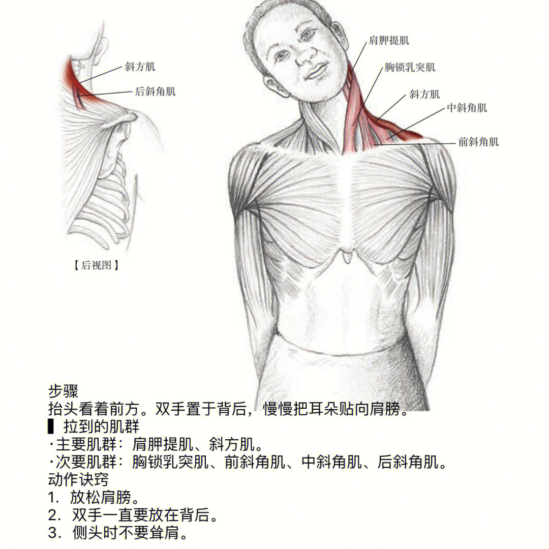 颈阔肌放松图片