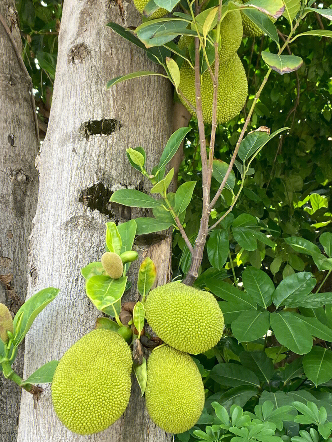 菠萝蜜小树图片