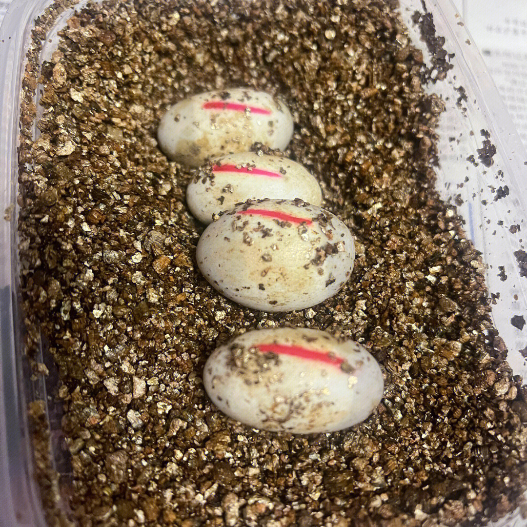 乌龟蛋孵化d1