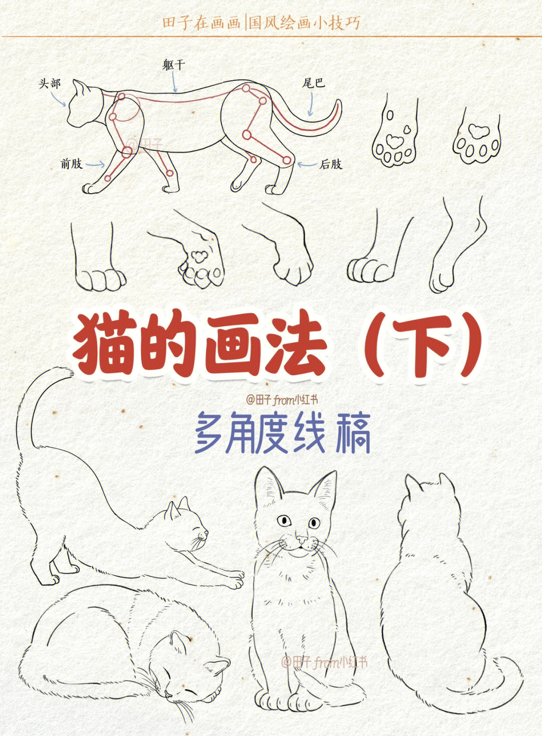 猫咪怎么画步骤图片