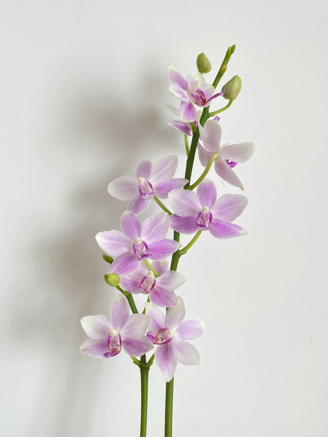 蝴蝶兰紫精灵图片