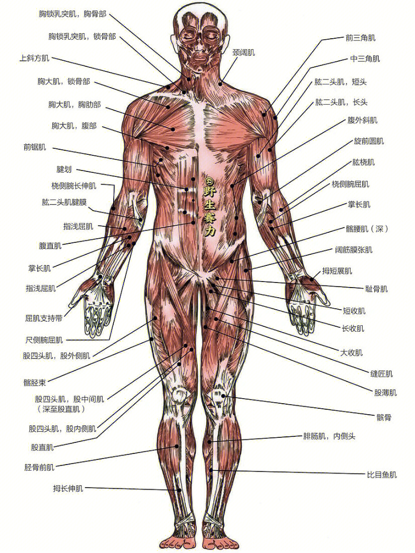 人体肌肉构造图示说明图片