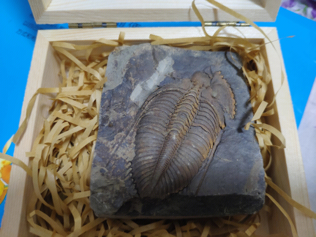三叶虫化石价值300万图片