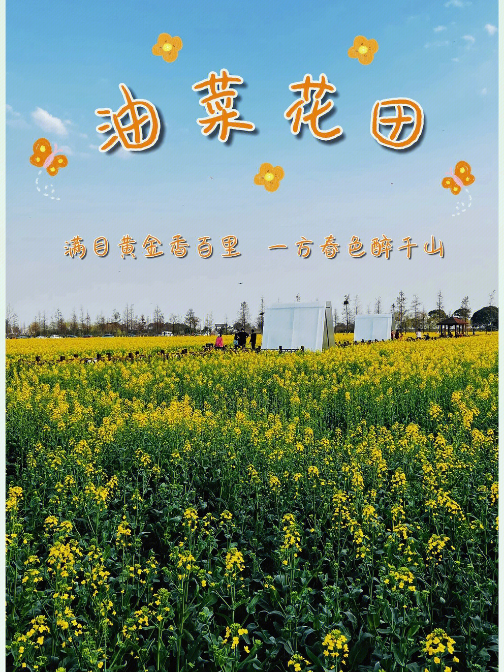 想一百个春天最美文案,都不如这片油菜花来的直白#油菜花#春天