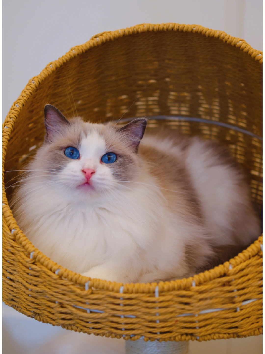 一只布偶猫骑士美母图片