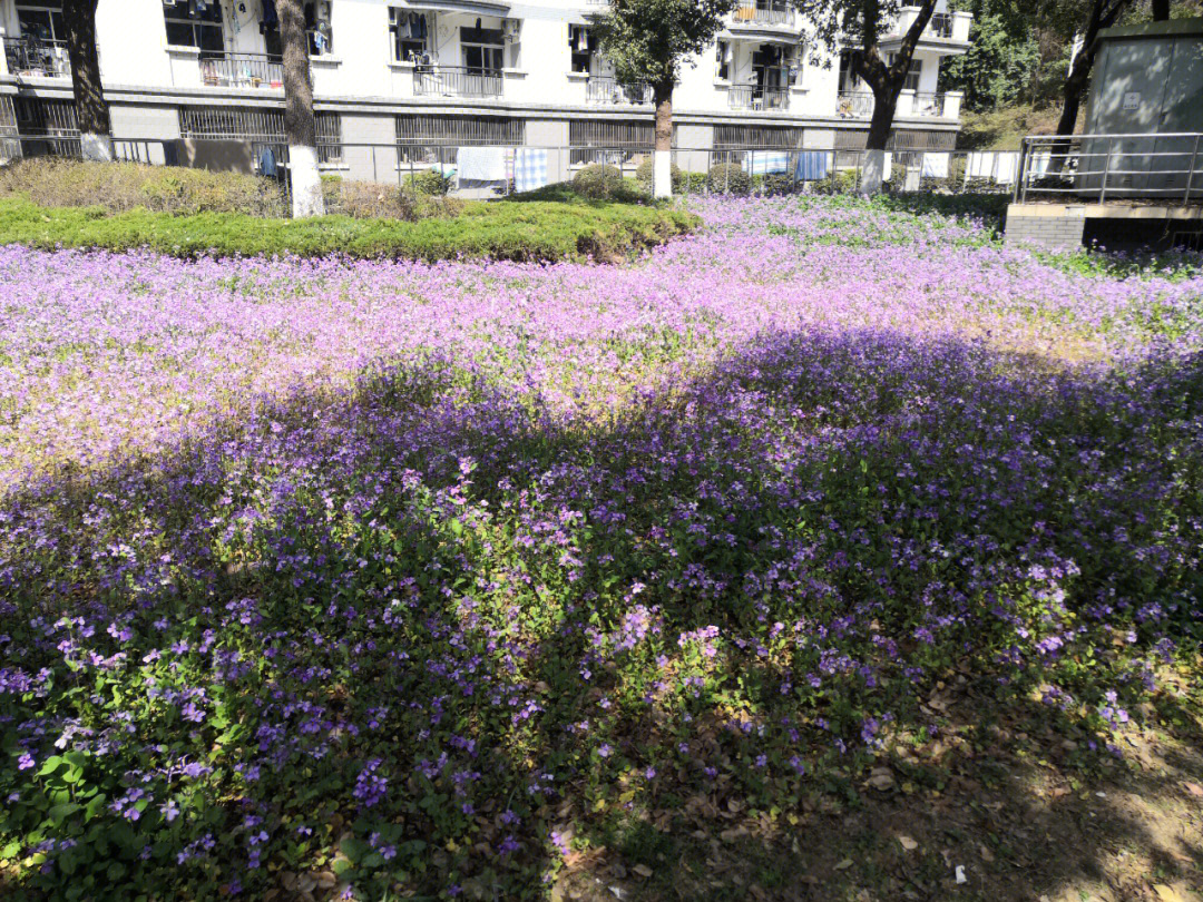 临夏市第三中学校花图片