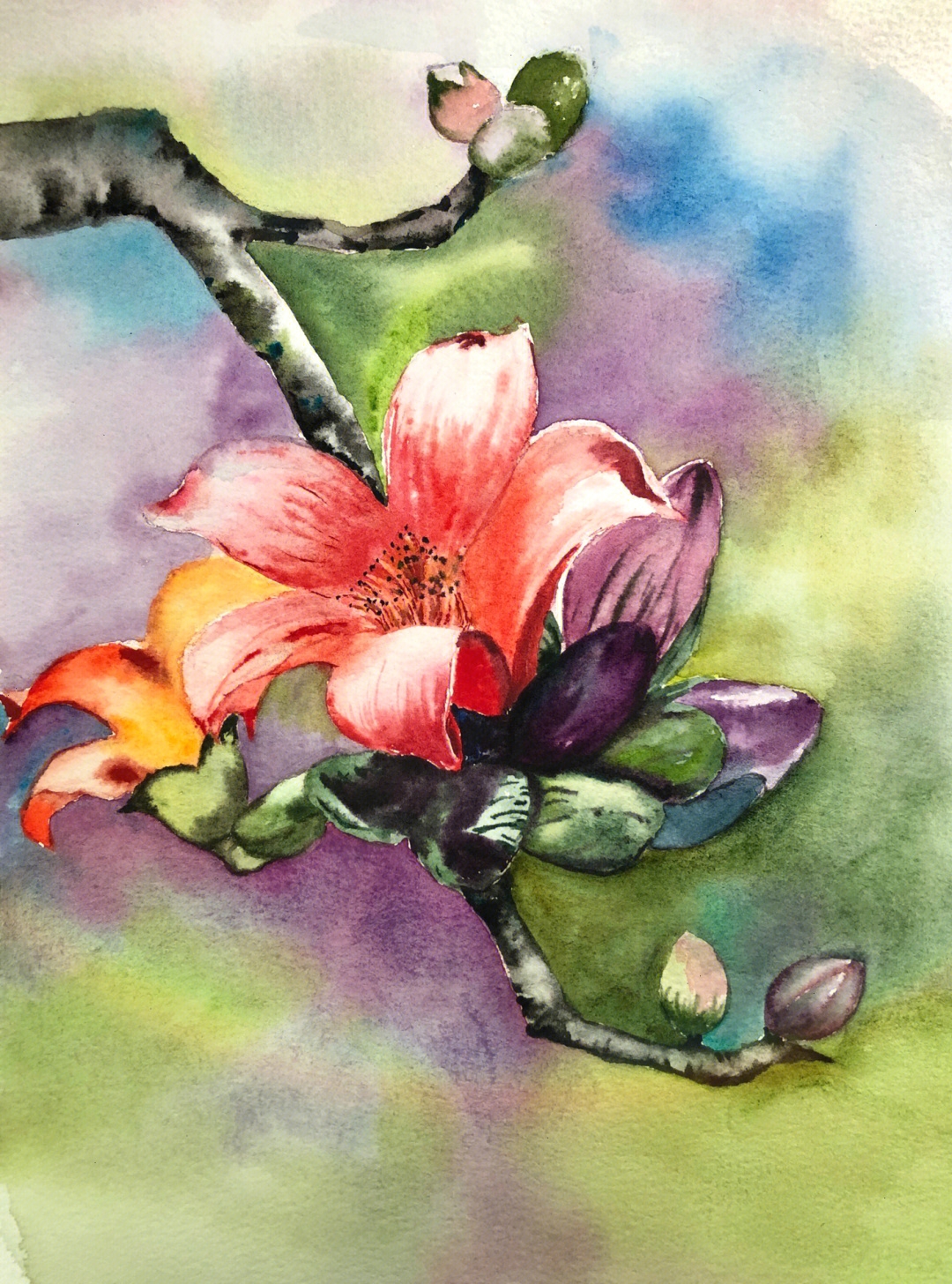 木槿花手绘水彩图片