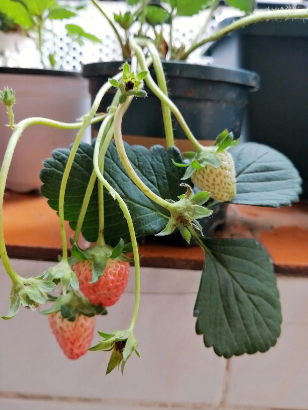 草莓开花结果过程图片图片