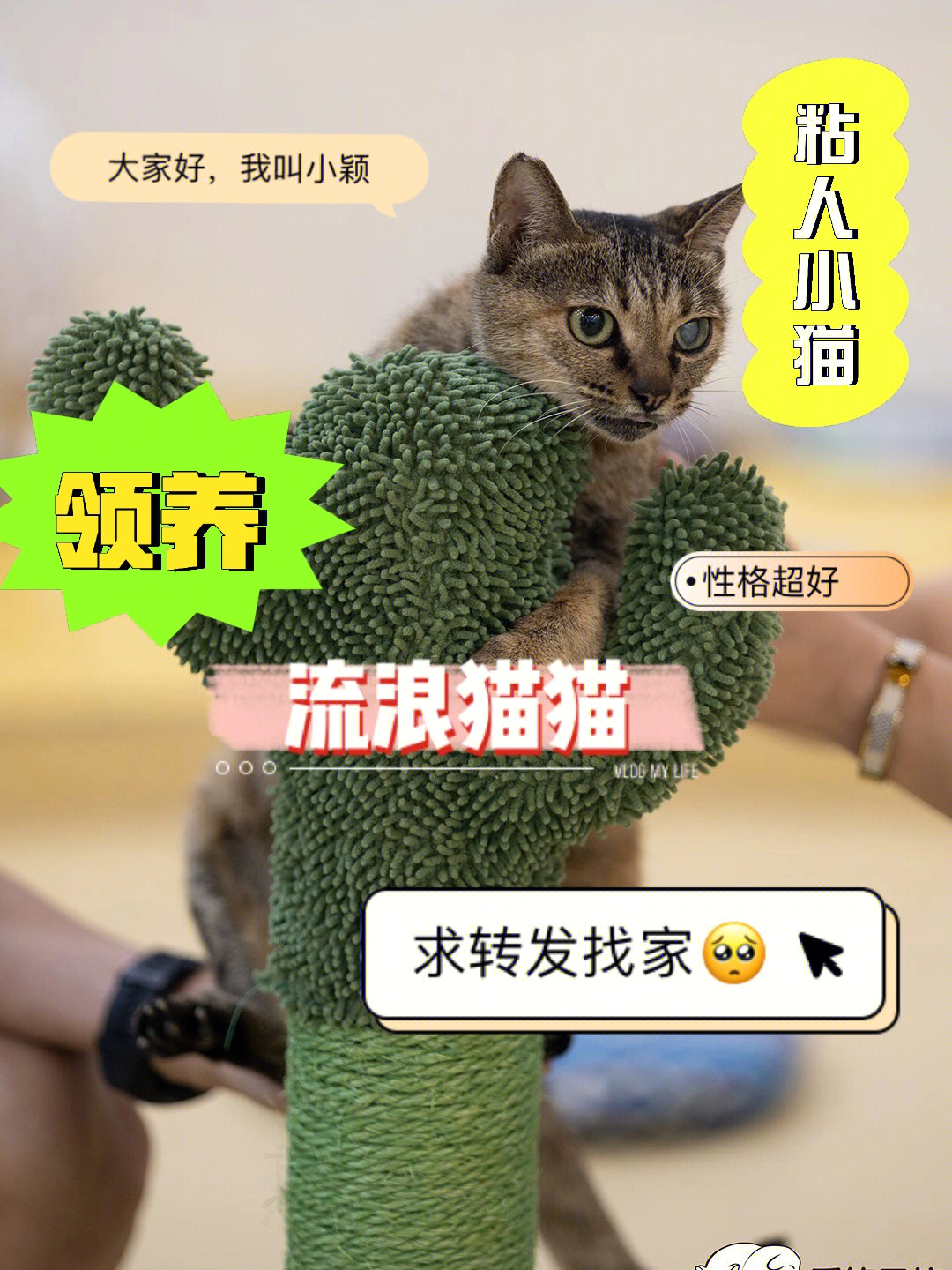 猫小颖快手图片