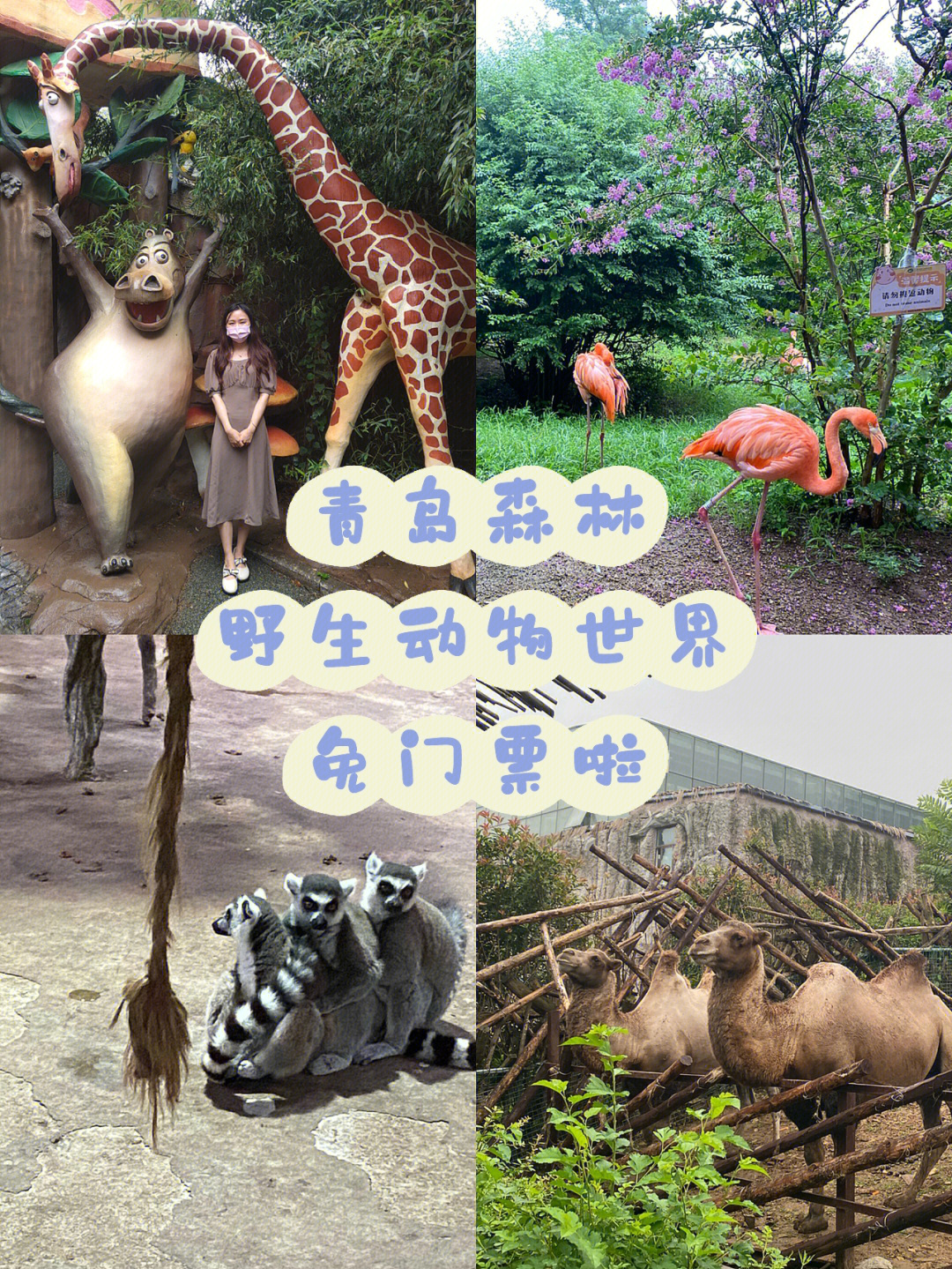苏海森林动物世界门票图片