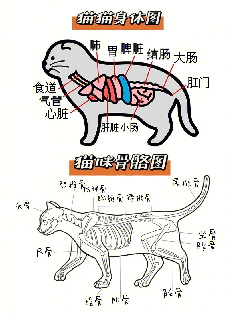 宠物猫咪身体里6个小秘密附猫身体构造图