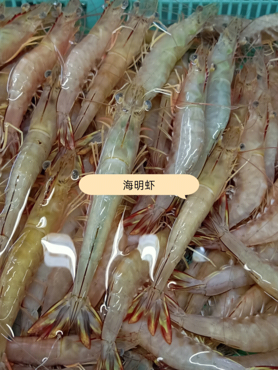 今天海明虾特价55一斤!纯天然海虾,壳薄肉多,肉质嫩滑,营养价值高!