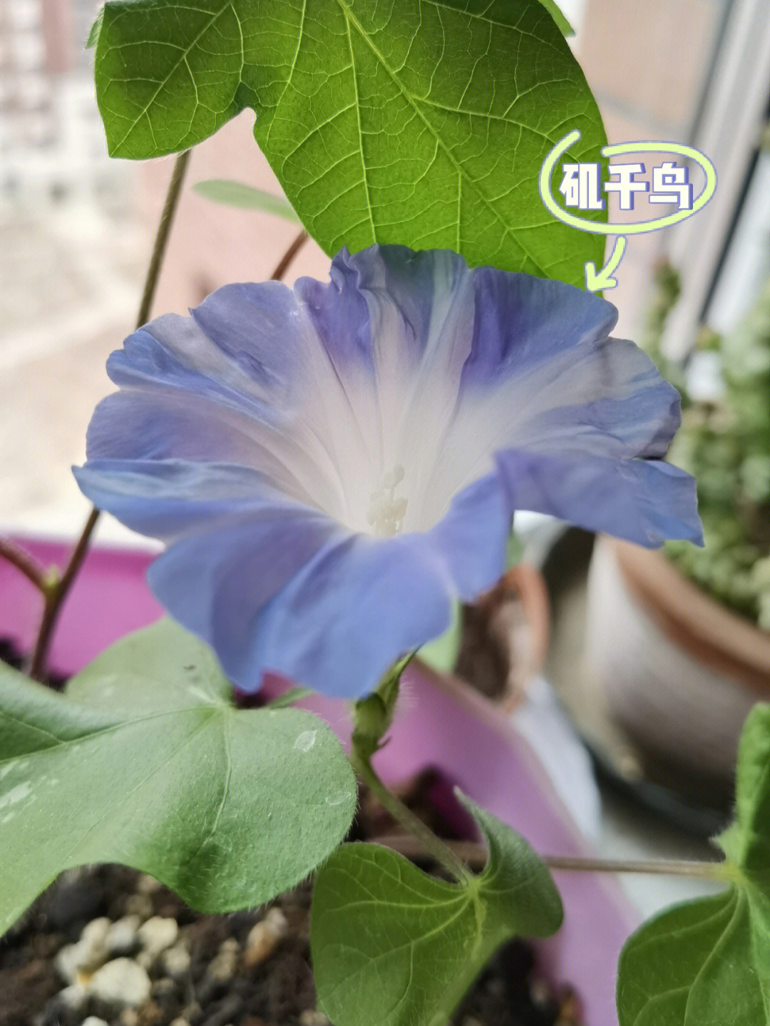 进口爬藤牵牛花合集