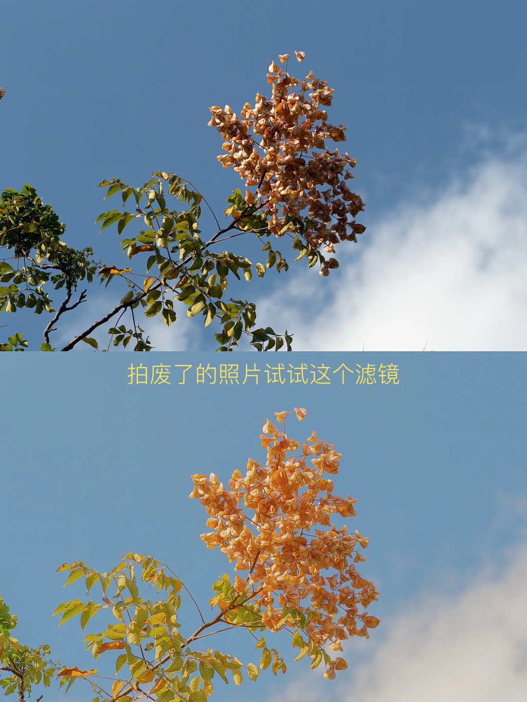摄影调色秋日暖色调用这个滤镜氛围拉