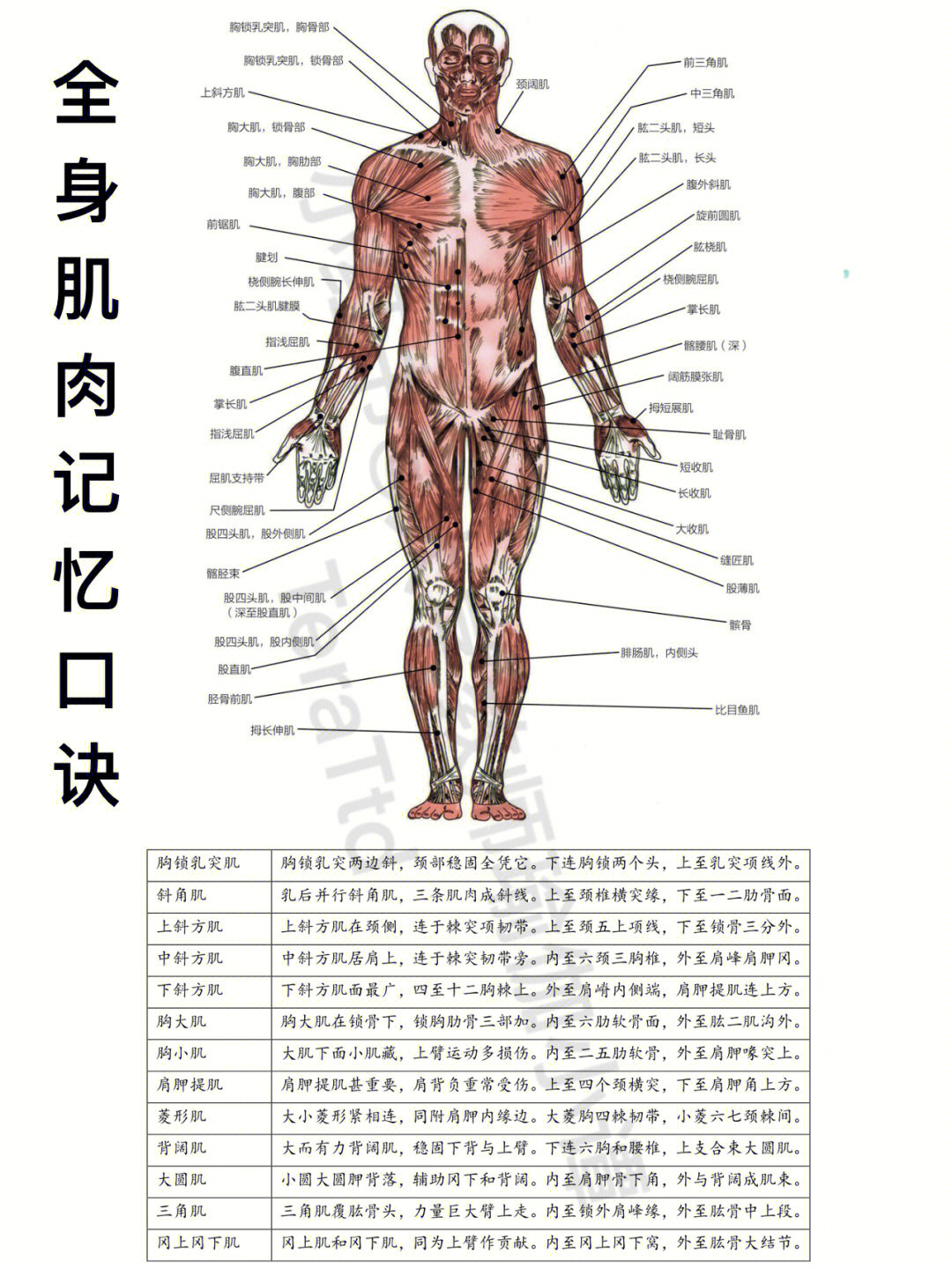 肌肉记忆口诀图片