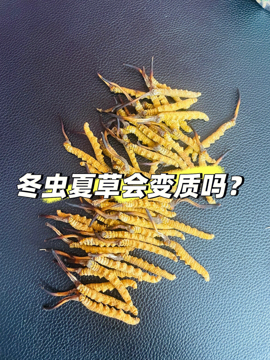 冬虫夏草属于菌类,在潮湿温热的条件下会发霉变质