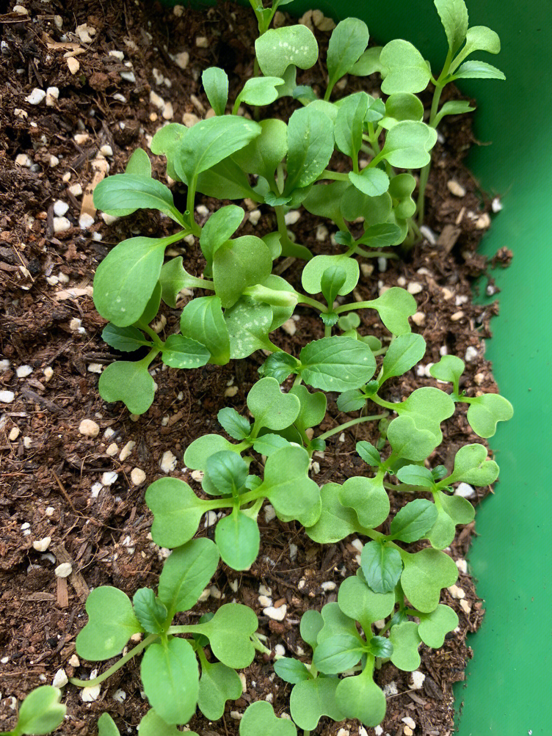 鸡毛菜长白点