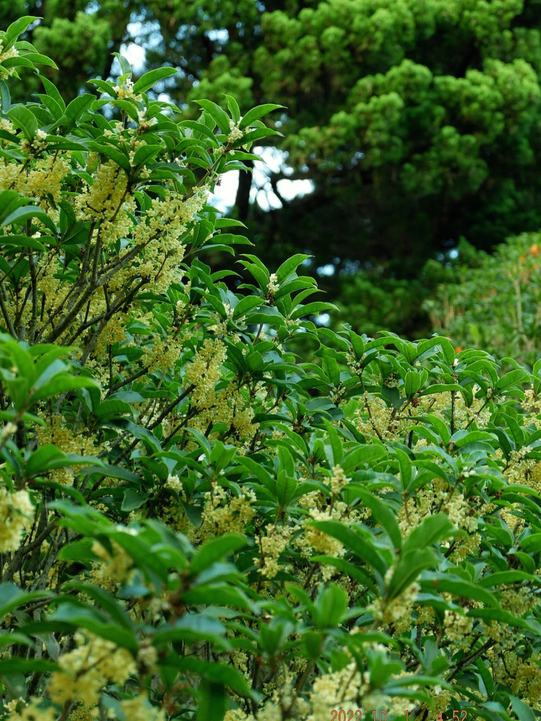 十月初中山公园的满园桂花