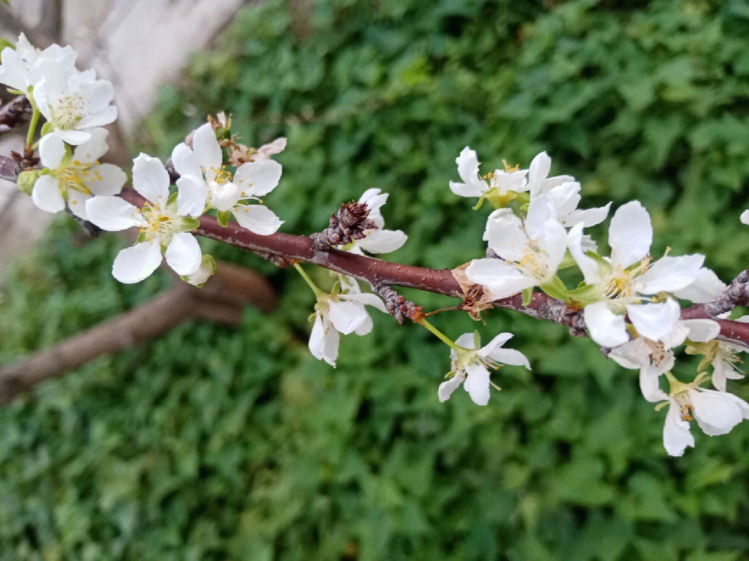 李子树什么时候开花图片