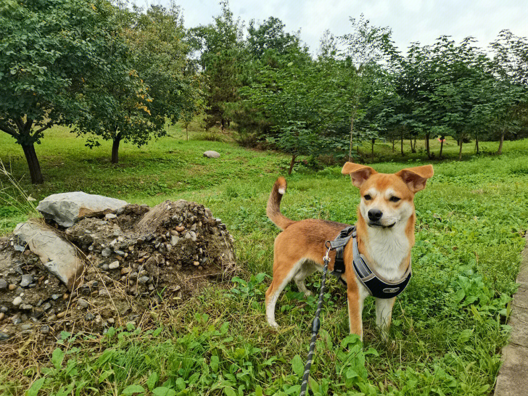 京西跑狗首钢工业遗址公园