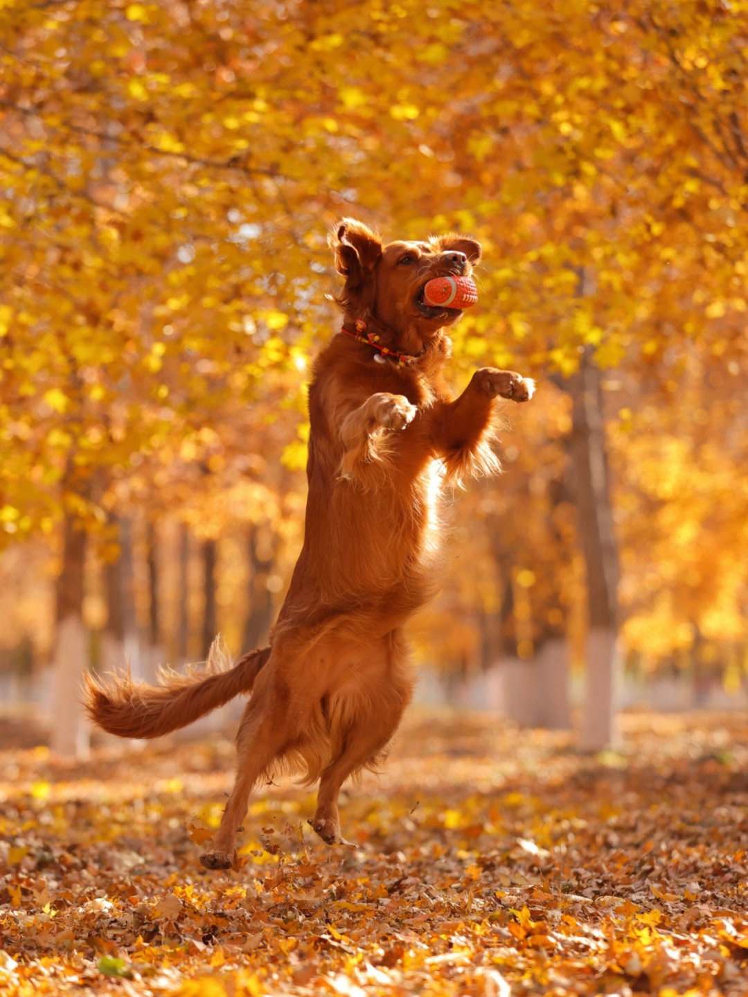 小狗狗过生日也要拍写真秋天狗狗的快乐