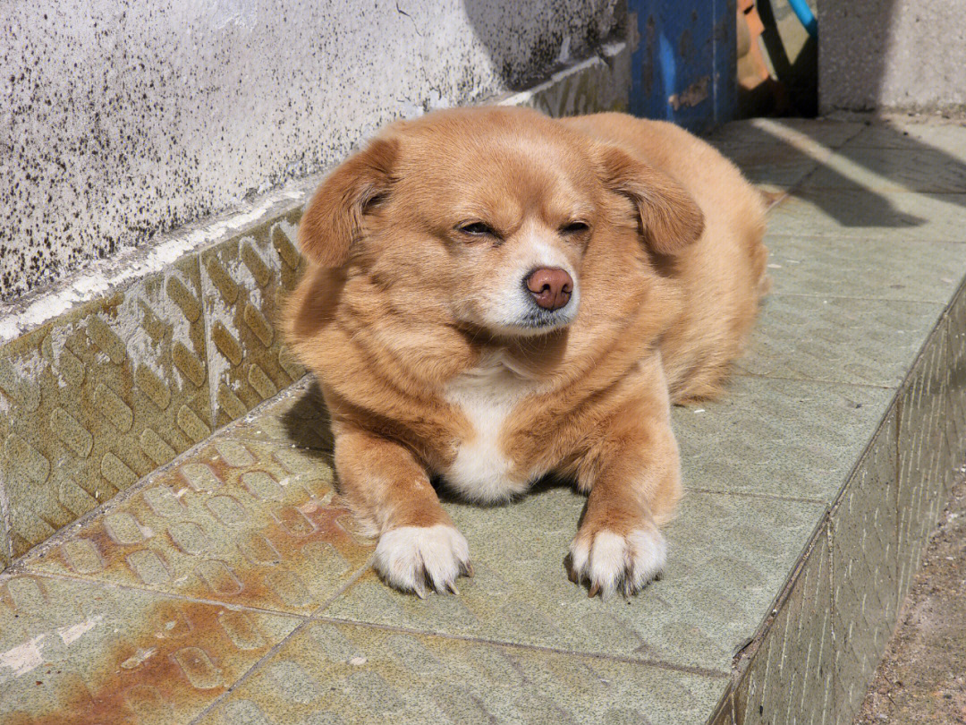 狗晒太阳图舒服的样子图片
