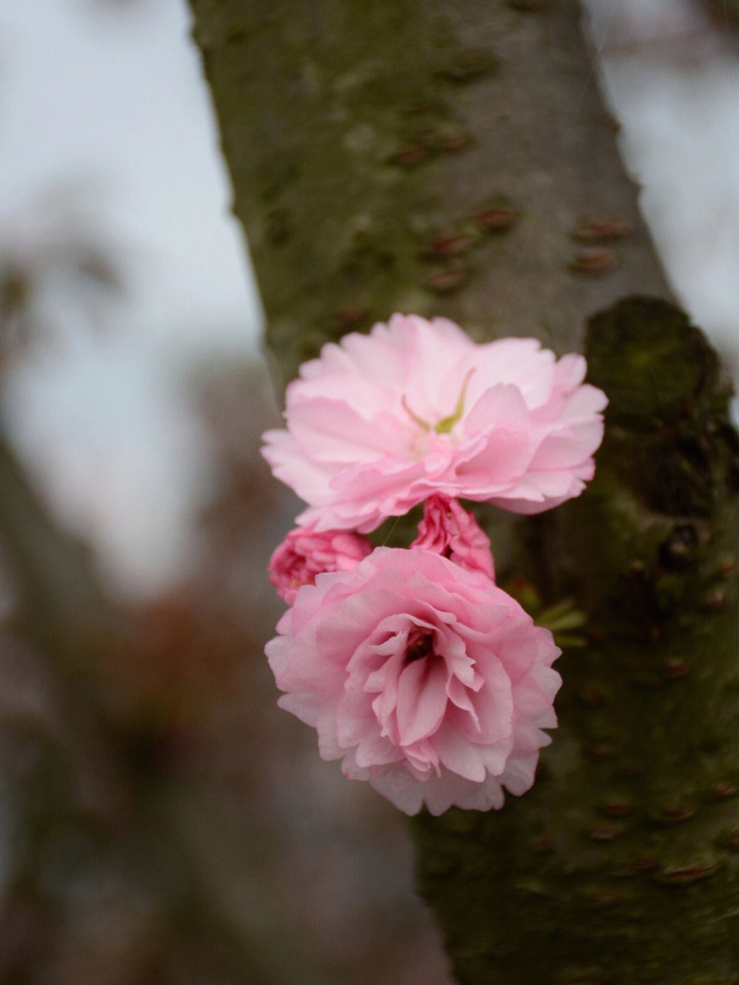 重瓣樱花简介图片