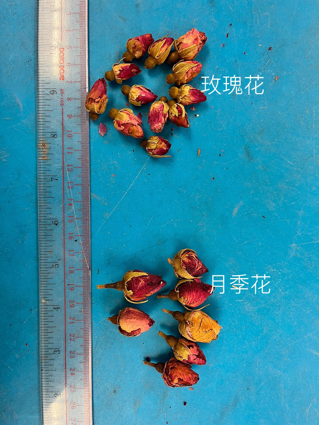 玫瑰花雌蕊图片