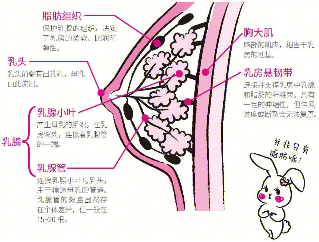 乳腺腺体硬图片