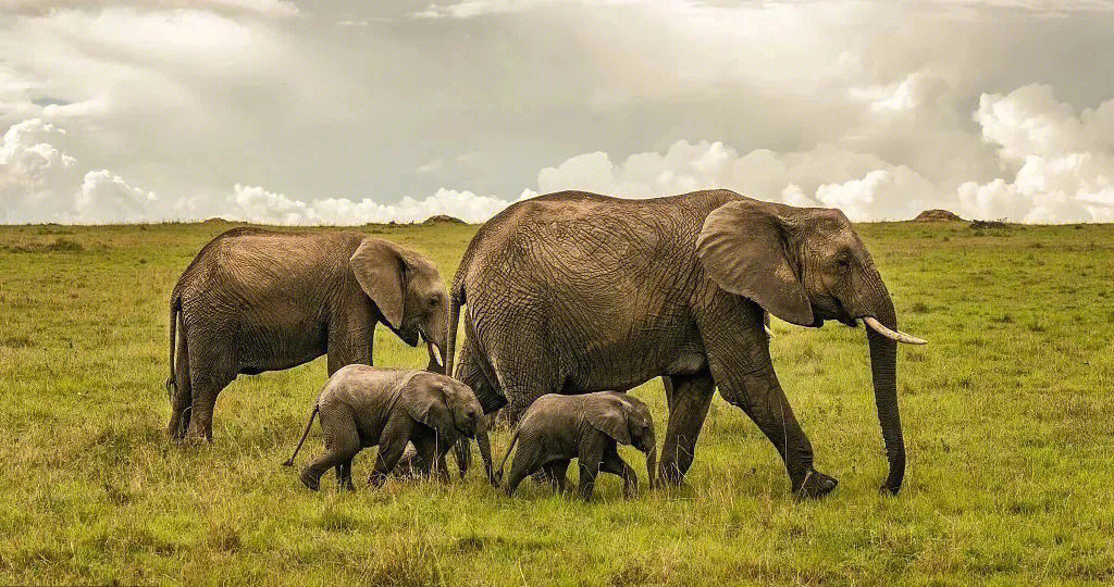 愿你我能携手拒绝动物表演,动物虐待,呼吁改善大象生存环境,保护大象.