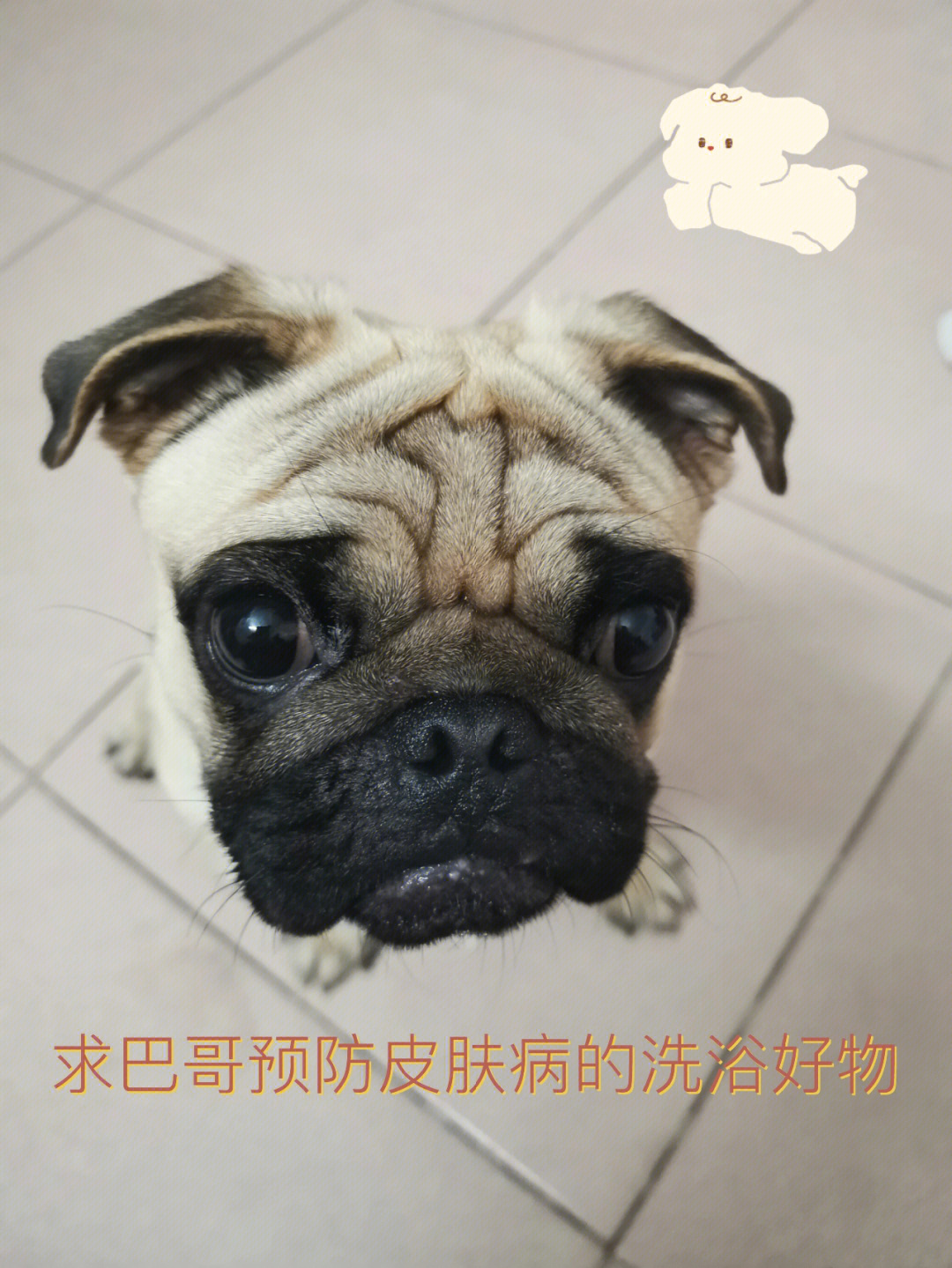 巴哥犬皮肤病通用药图片