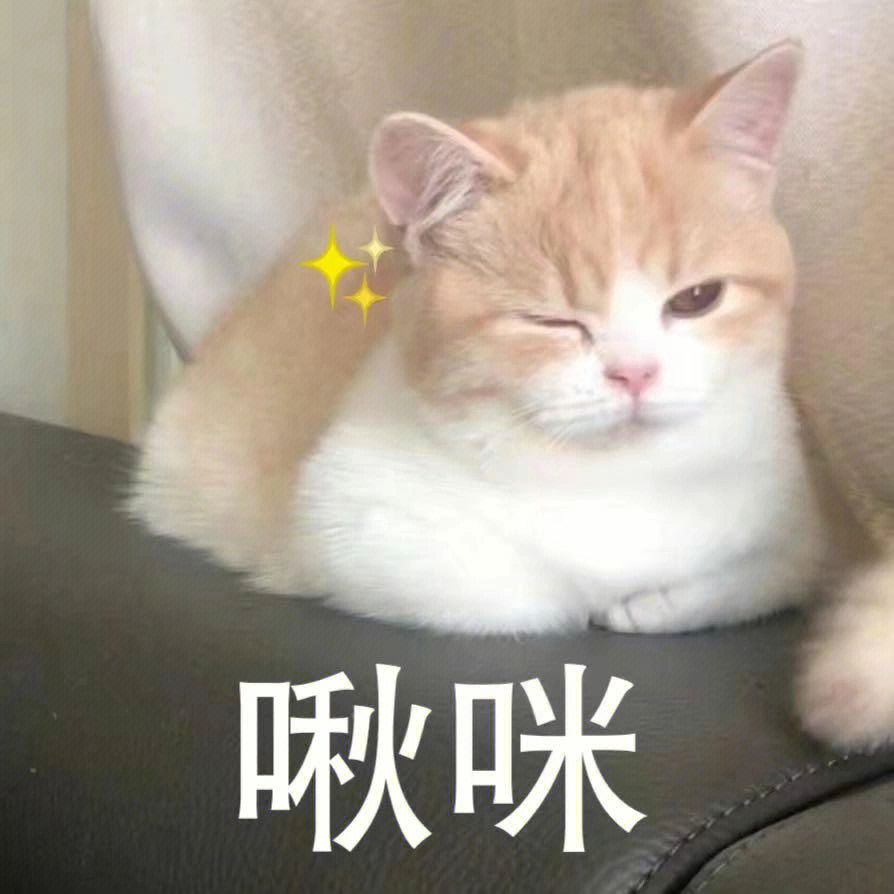 一组小猫咪表情包