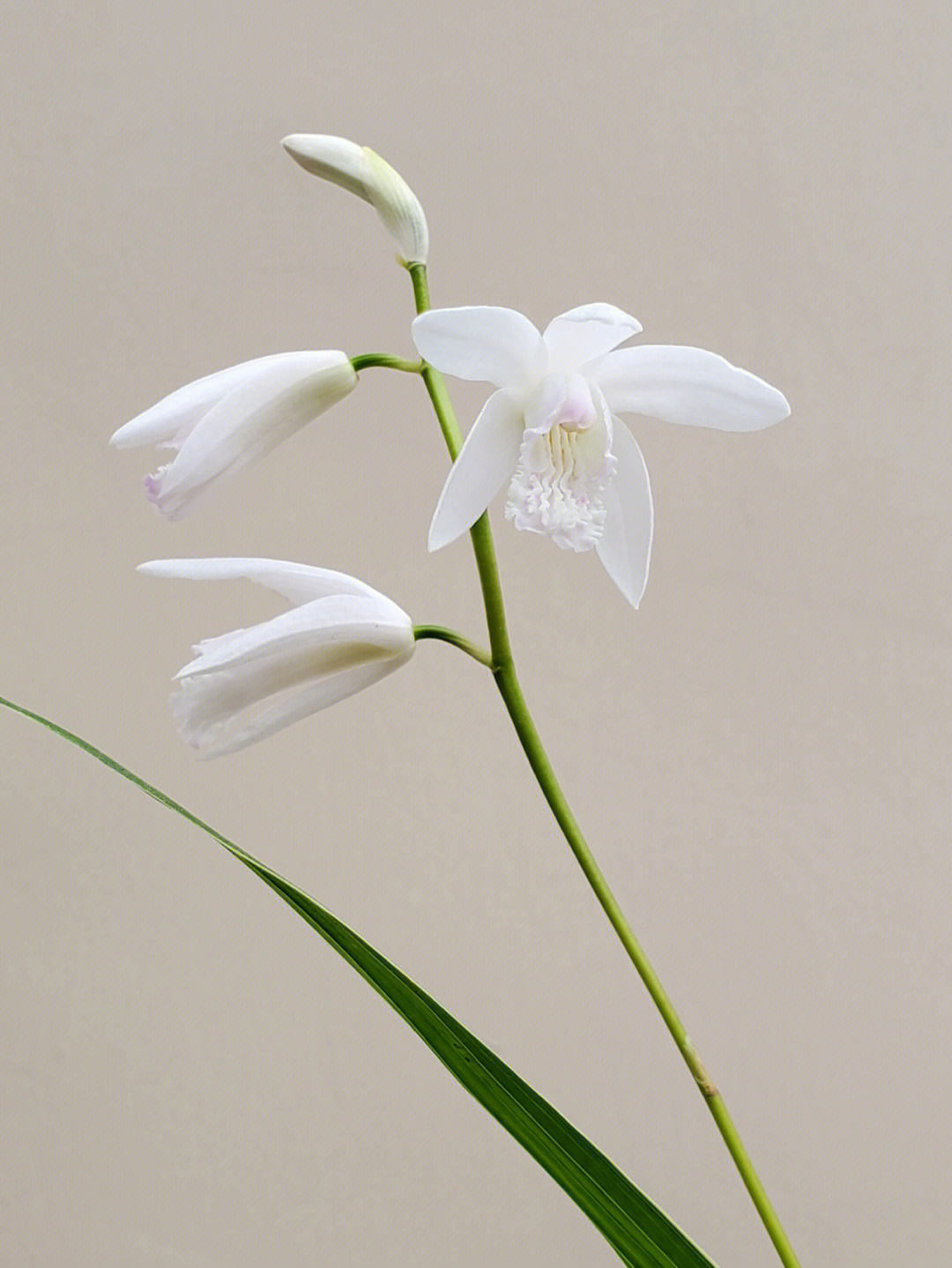 花叶白芨挡不住的仙气